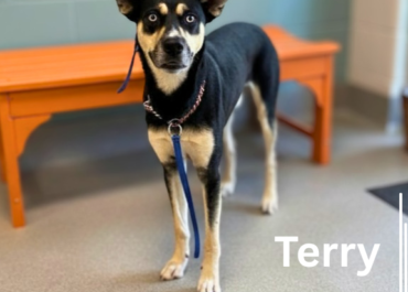 Terry 43593, 2 Years Old/ Female