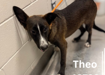 Theo 43728, 10 Months/ Male