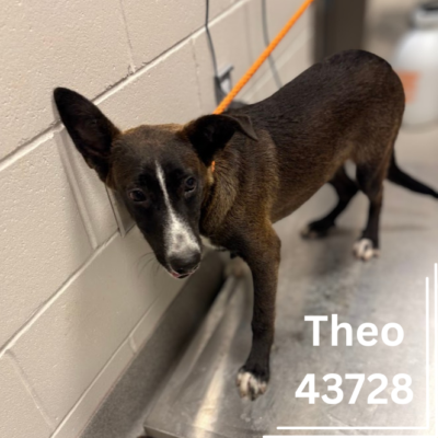 Theo 43728, 10 Months/ Male