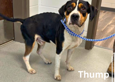 Thump 43581, 2 Years/ Male
