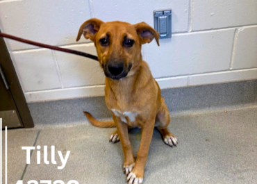 Tilly 43729, 10 Months/ Female