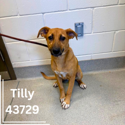 Tilly 43729, 10 Months/ Female