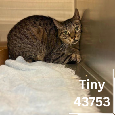 Tiny 43753, 6 Year/Male