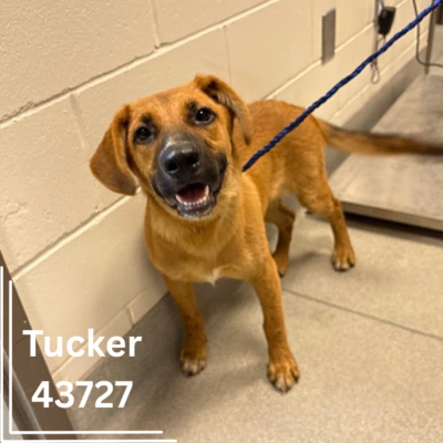 Tucker 43727, 10 Months/ Male