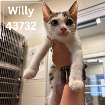 Willy 43732, 12 Weeks/ Male