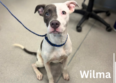 Wilma 43721, 10 Months/Female