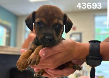 Wynona 43693, 6 Weeks/Female
