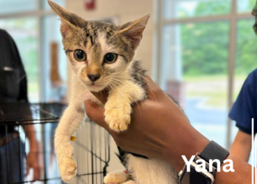 Y-Kits 43665-68, 8 Weeks/Male&Female