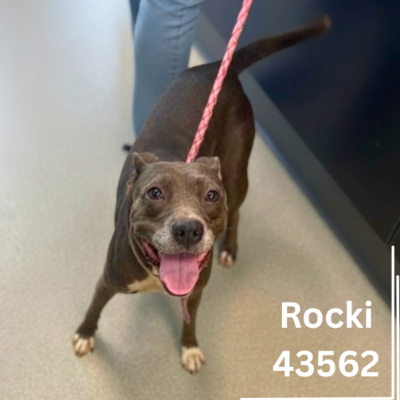 Rocki 43562, 3 Years/ Female
