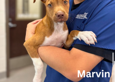 Marvin 43659, 12 Weeks/Male