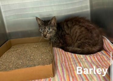 Barley 43710, 3 Years/Male