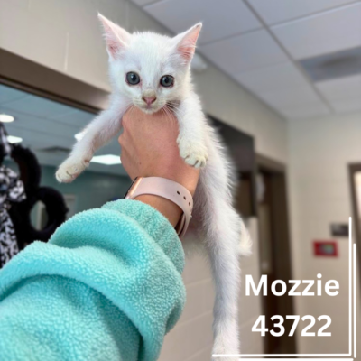 Mozzie 43722, 8 Weeks/Female