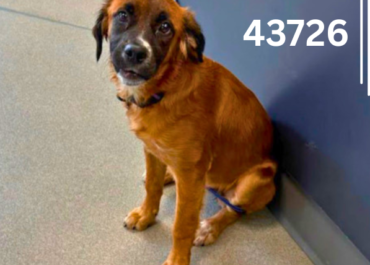 Alex 43726, 7 Months/Female
