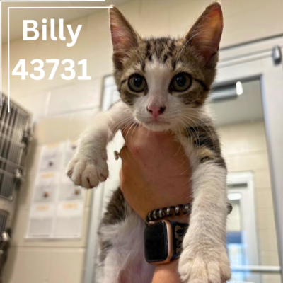 Billy 43731, 12 Weeks/ Male