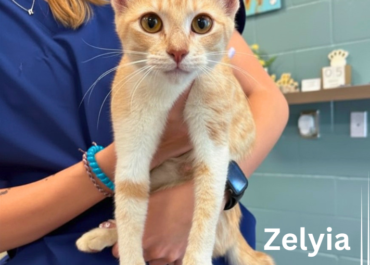 Zelyia 43598, 1 Year/ Female