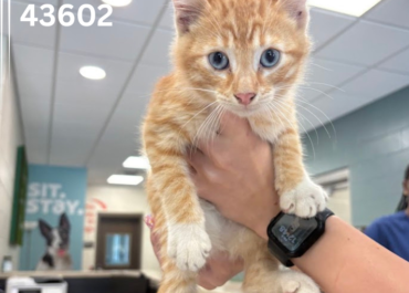 Z- Kittens 43599-43602, 3 Months/ 3 Males, 1 Female