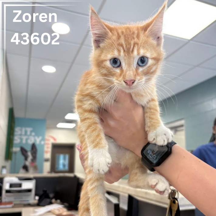 Z- Kittens 43599-43602, 3 Months/ 3 Males, 1 Female - Bainbridge