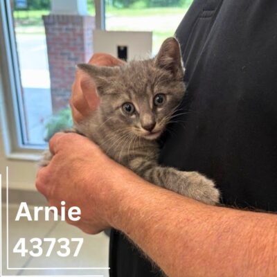 Arnie 43737, 8 Weeks/Male