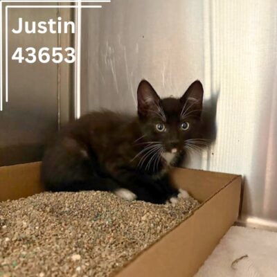 Justin 43653, 8 Weeks/Male