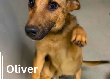 Oliver 43703 & Ottis 43704, 14-Weeks/ Males