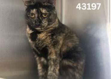 Scooter 43197, 2 Years/ Female
