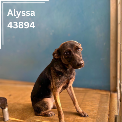Alyssa 43894, 5 Months/Female
