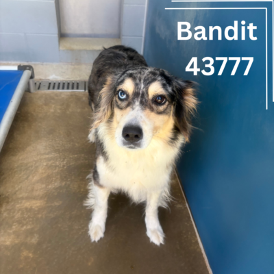 Bandit 43777, 2 Years/Male