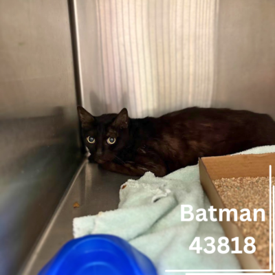 Batman 43818, 6 Years/Male