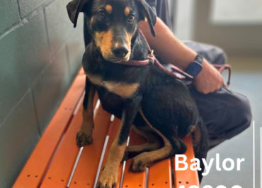Baylor 43890, 9 Months/Female