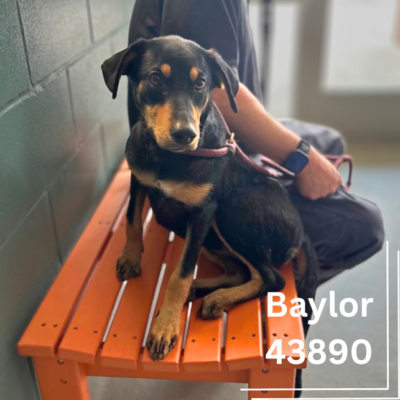 Baylor 43890, 9 Months/Female