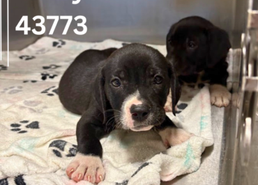 Berry 43773 & Blossom 43774, 8 Weeks/Female