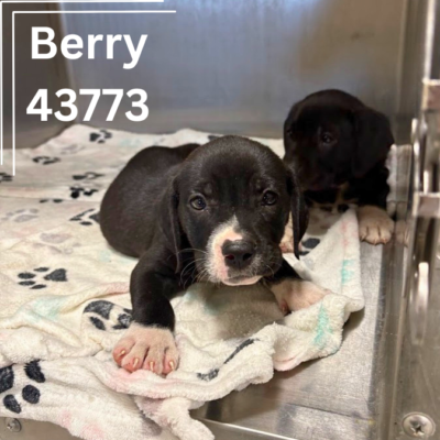 Berry 43773 & Blossom 43774, 8 Weeks/Female