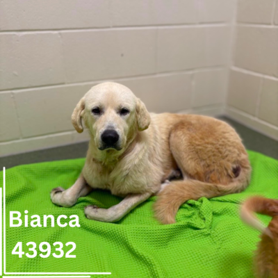 Bianca 43932, 2 Years/Female