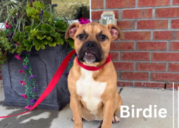 Birdie 43963 & Wyatt 42962, 6 Months/ Male & Female