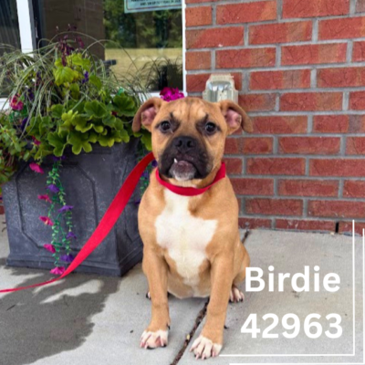 Birdie 43963 & Wyatt 42962, 6 Months/ Male & Female