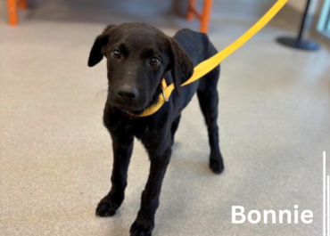 Bonnie 43863, 4 Months/Female