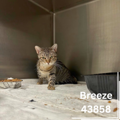 Breeze 43858, 2 Years/Female