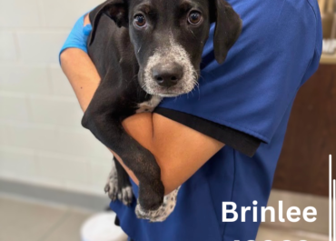 Brinlee 43868, 4 Months/Female