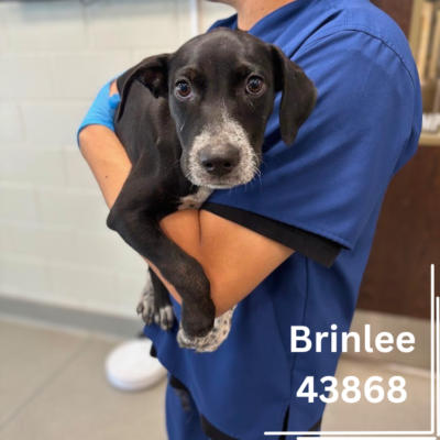 Brinlee 43868, 4 Months/Female