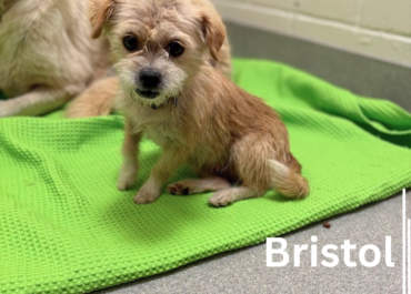 Bristol 43933, 2 Years/Female