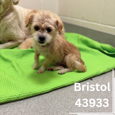 Bristol 43933, 2 Years/Female