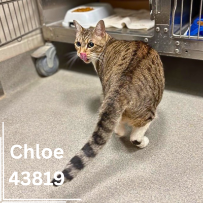 Chloe 43819, 6 Years/Female
