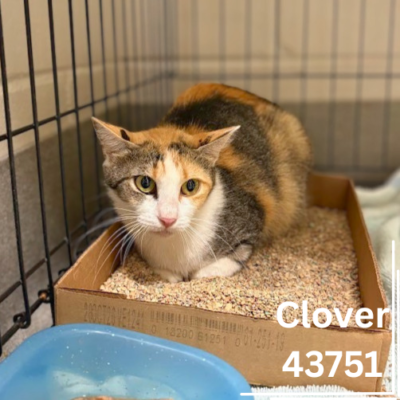 Clover 43751, 2 Years/Female