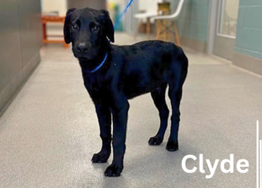 Clyde 43862, 4 Months/Male