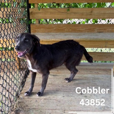 Cobbler 43852, 1 Year/Female