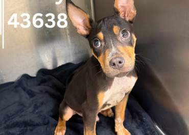 Corey 43638, 4 Months/ Male