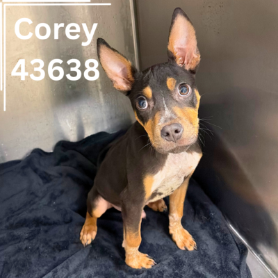 Corey 43638, 4 Months/ Male