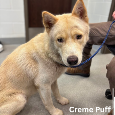 Creme Puff 43821, 3 Years/Male