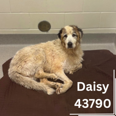 Daisy 43790, 7 Years/Female - RECLAIMED