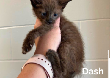 D-Kittens 43762-66, 1 Female, 4 Males/ 8 Weeks